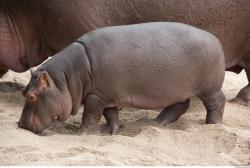 Whole Body Hippopotamus